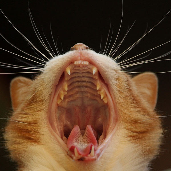 cat yawning