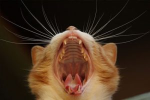 Cat yawning