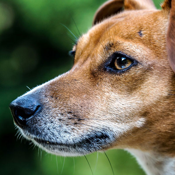 dog face close up