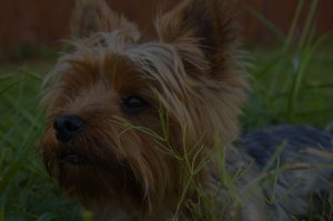 Dog sitting in the grass