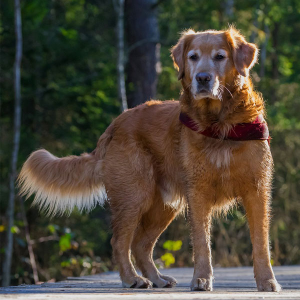 dog portrait