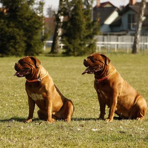 Bordeaux Mastiff dog
