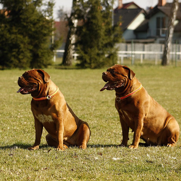 Bordeaux Mastiff dog