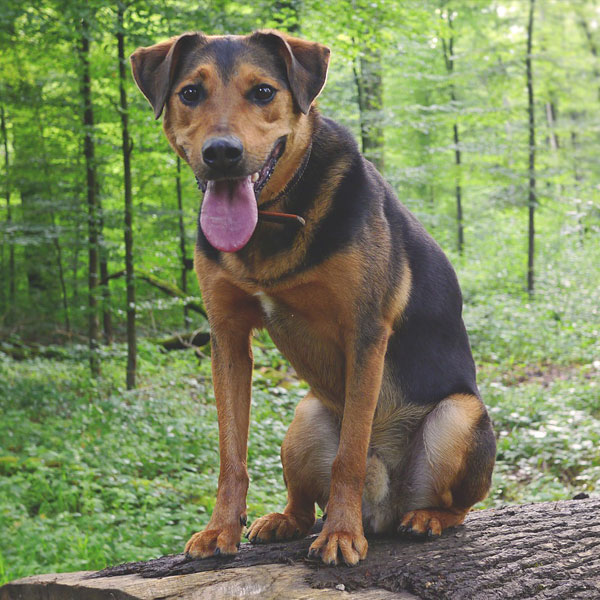 dog mixed breed hybrid