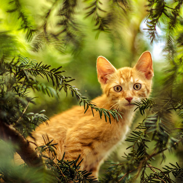 cat on the tree