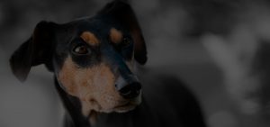 Focusing on Dog Snout