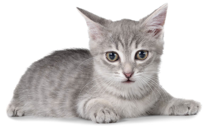 Domestic short-haired cat