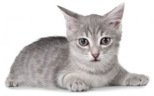 Domestic short-haired cat