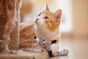 Portrait of a red domestic cat on a floor with a toy.