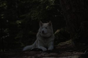 Husky sitting in Trees