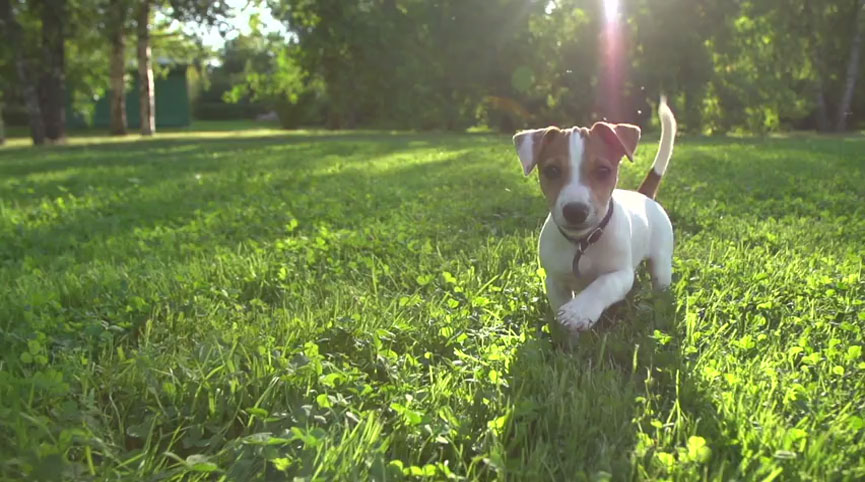 Puppy running in the grass